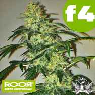 RooR Seeds f4 Grand OG